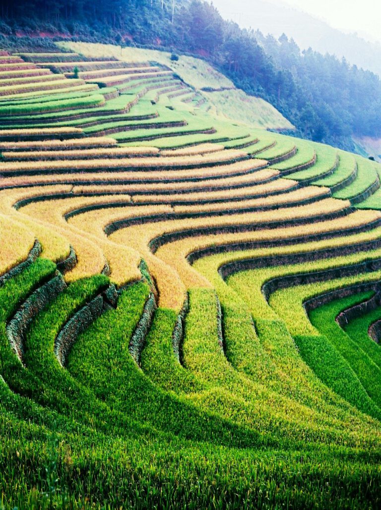 landscape, agriculture, rice terraces-6597770.jpg