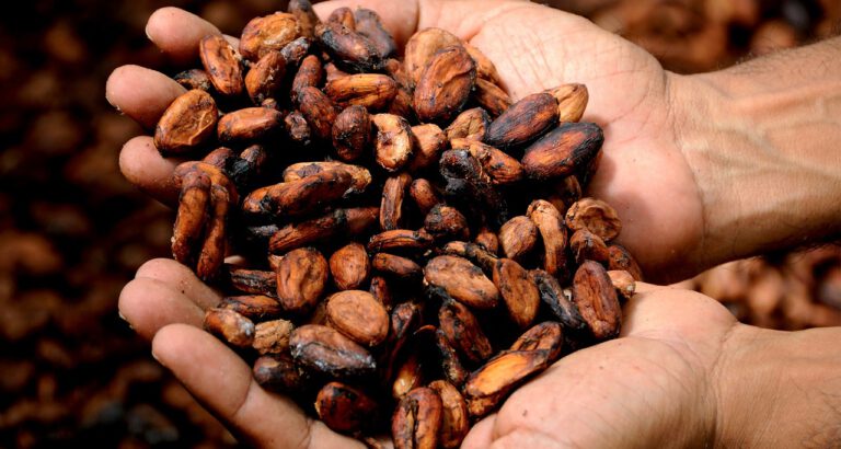 zwei Hände halten rohr Kakaobohnen